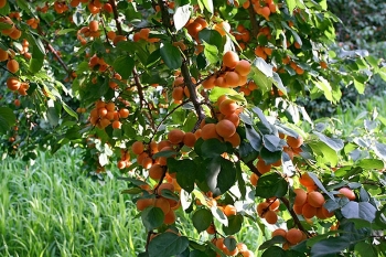 Two-day training programme held to boost fruit production in Khaltsi