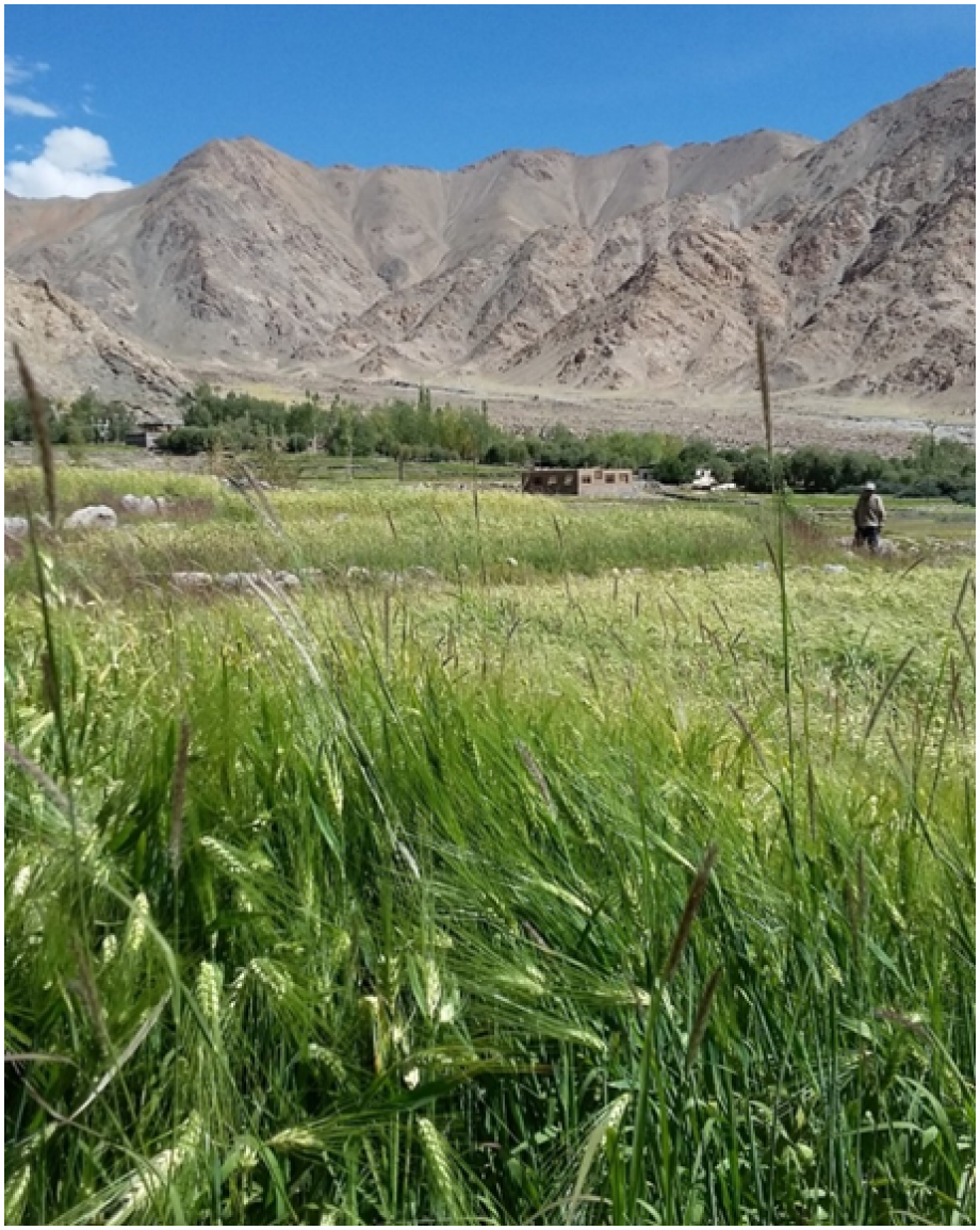 Origin of Barley in India with special reference to the Himalaya:  Save Barley from extinct
