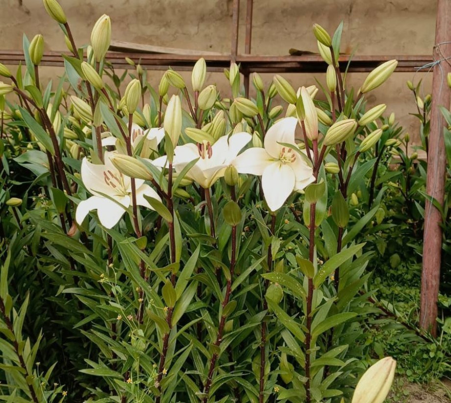 Blossoming opportunities: Rigzin Tsewang’s floriculture revolution in Ladakh